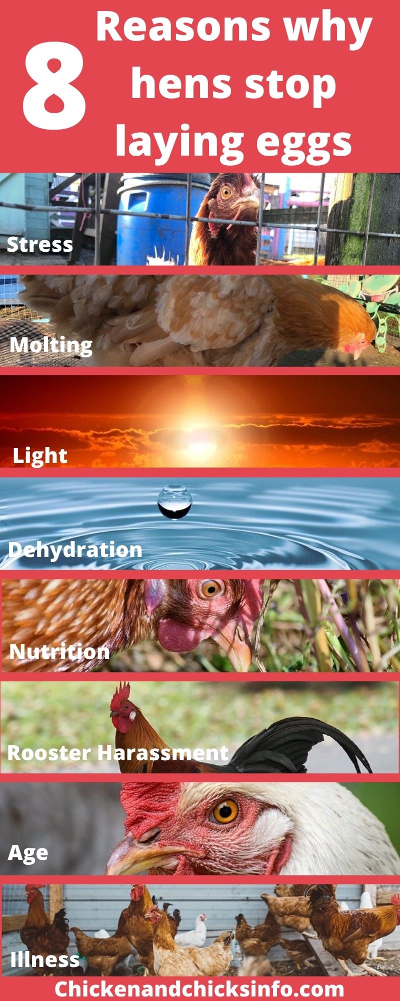 8 Reasons Why Chickens Stop Laying Eggs